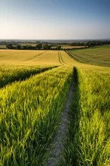 Tuinposter Beautiful landscape wheat field in bright Summer sunlight evenin © veneratio