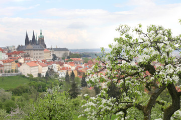 The blooming apple tree in Prague