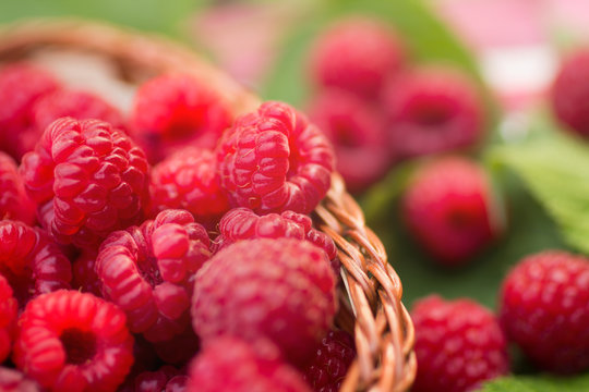 Sweet Organic Raspberries in a Basket