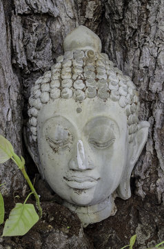 Buddhism head in banyan tree ,Thailand