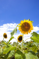 青空に咲くヒマワリ