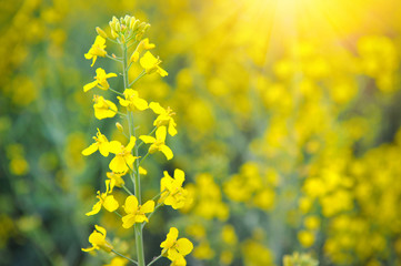 Close-up of canola or rapeseed blossom (Brassica napus)