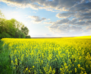 Field of rapeseed with beautiful clouds - plant for green energy