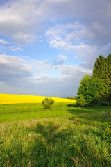 Countryside landscape with yellow rapeseed field