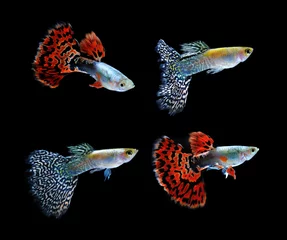 Rolgordijnen guppy  fish swimming isolated on black © sommai