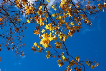 Autumn branch