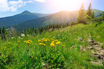 Arnica flowers (Arnica montana) on a background of mountains and