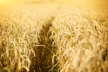 Meadow of wheat on a hot sunny day