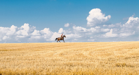Man ride horse on field - freedom and hapiness