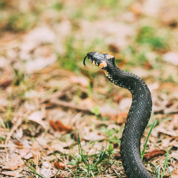 Grass-snake, adder in early spring