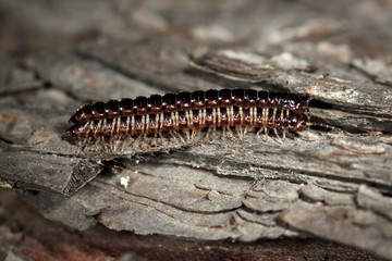 Mating centipedes