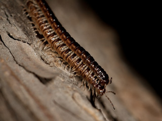 Two centipedes on a tree bark