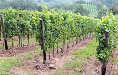 Fototapeta na wymiar vineyard in the countryside of Tuscany in Italy 3
