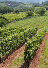 Fototapeta na wymiar rural country landscape with vineyards