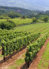 Fototapeta na wymiar landscape with vineyards loaded with bunches of grapes 2
