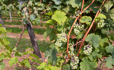 grape bunch in the vineyard for the production of sparkling wine