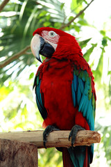 parrot on a branch
