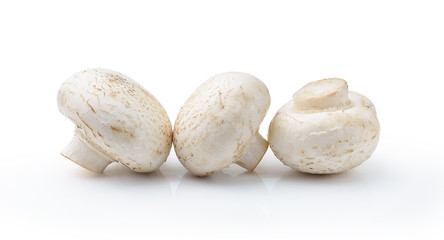 champignon mushroom  isolated on white background