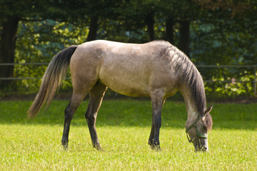 Arab horse grazing on a sunny day