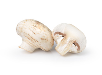 champignon mushroom  isolated on white background