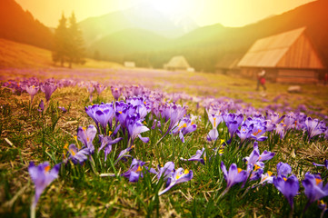 Spring meadow in mountains full of crocus flowers in bloom at su