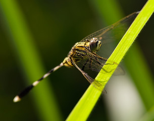 dragonfly sits on a grass on a meadow