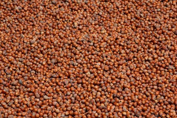 Hazelnut Background