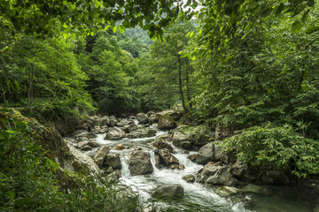 Beautiful Lush Waterfall