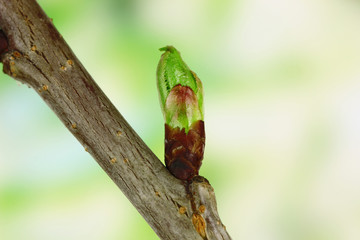 Blossoming buds on tree on bright background