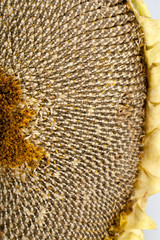 Ear with large sunflower seeds