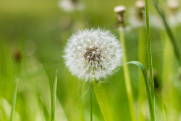 Fototapeta premium Dandelion close on a meadow