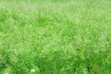 Beautiful wild flowers, outdoors