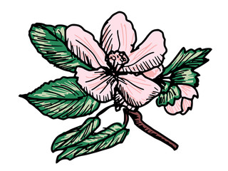 Obraz premium apple blossom