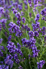 Obraz premium Ogrody z kwitnącą lawendą