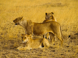 Group of lions