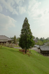 Naklejka premium 二月堂から見える印象的な木,Nara,Japan