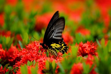 Fototapeta premium Butterfly