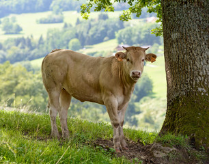 veal in the pastures