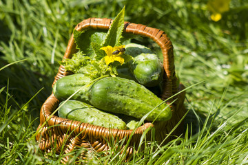 Harvest cucumbers in a basket