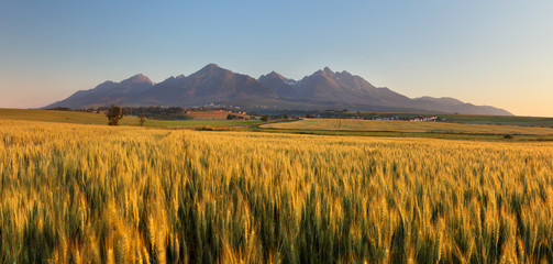 Fototapeta premium Summer wheat field in Slovakia, Tatras.