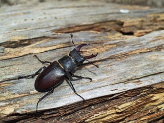 Maschio mesodonte di cervo volante (Lucanus cervus)