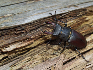 Maschio mesodonte di cervo volante (Lucanus cervus)