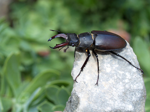 Maschio mesodonte di cervo volante (Lucanus cervus)