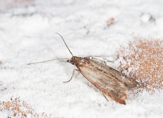 Flour Moth, Pantry Moth (Ephestia kuehniella)