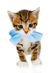 Cute little kitten with bow isolated on white