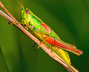 Grasshopper on a halm of grass in summer