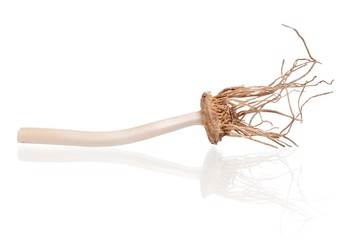 Garlic basis