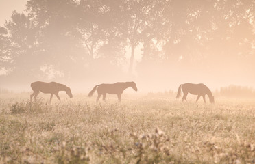 horses in sunshine and fog