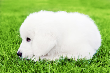 Cute white puppy dog lying on grass. Polish Tatra Sheepdog