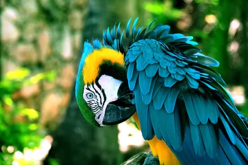 Naadloos Behang Airtex Papegaai parrot on a branch